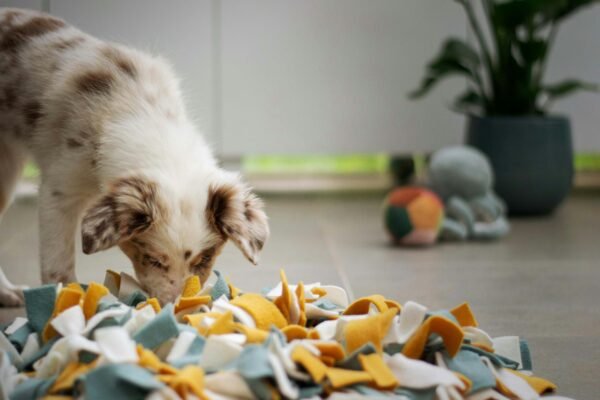 Border collie puppy sniffing a colourful snuffle mat during a dog enrichment activity, with a potted houseplant in the background