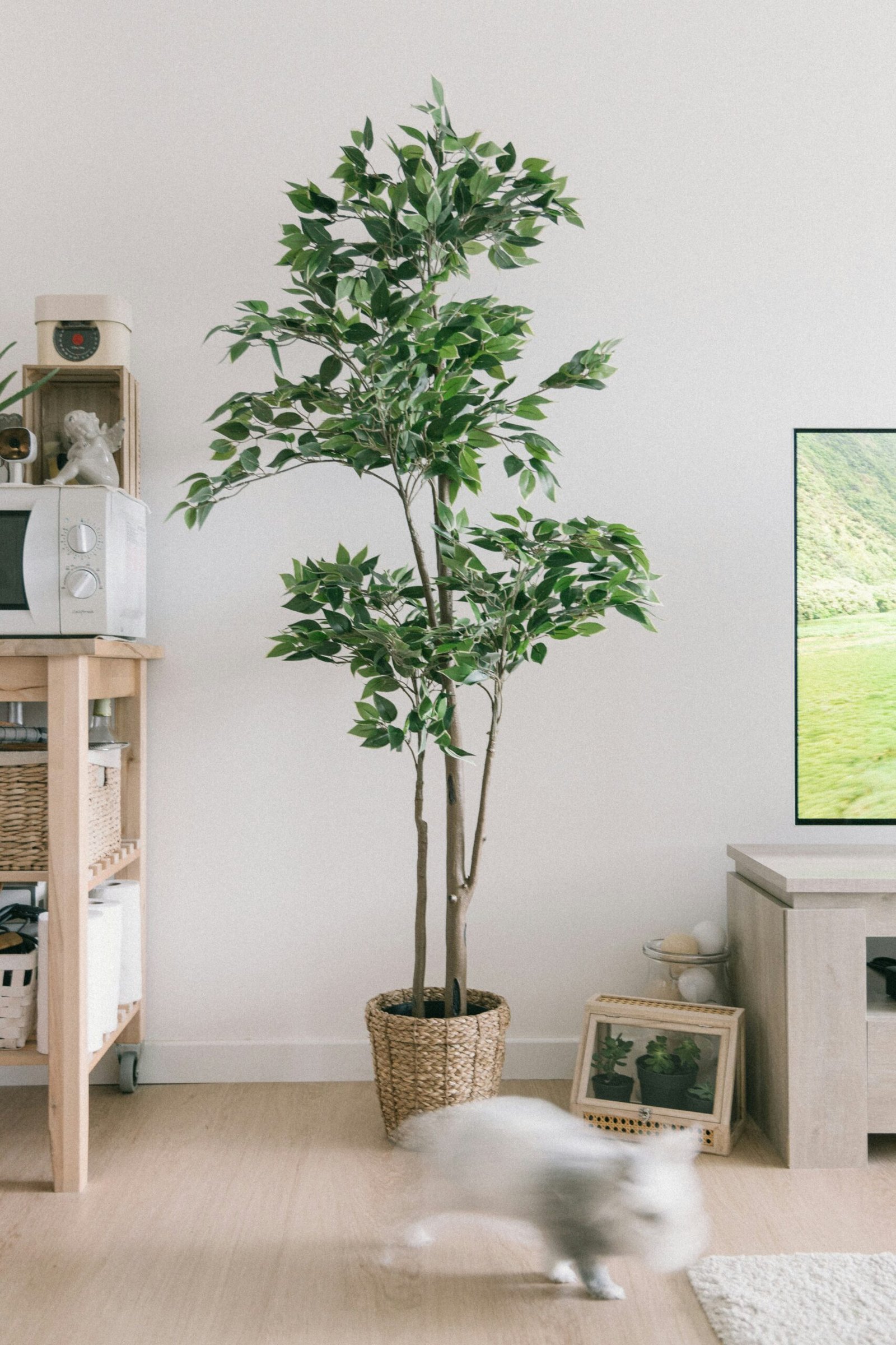 A white cat near a tall indoor houseplant in a bright cozy living room