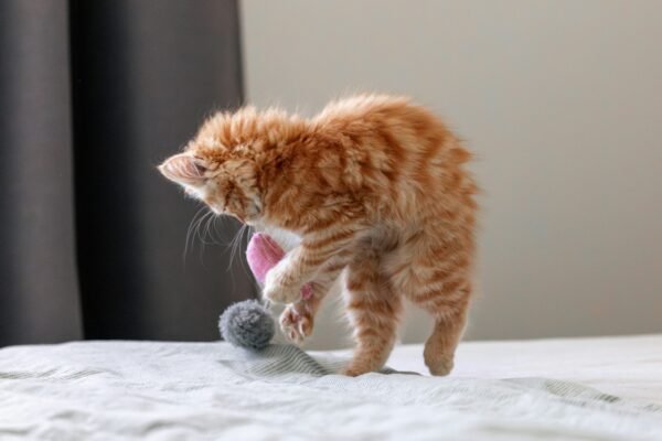 Fluffy ginger kitten batting a toy ball, demonstrating natural cat hunting and pawing behaviour