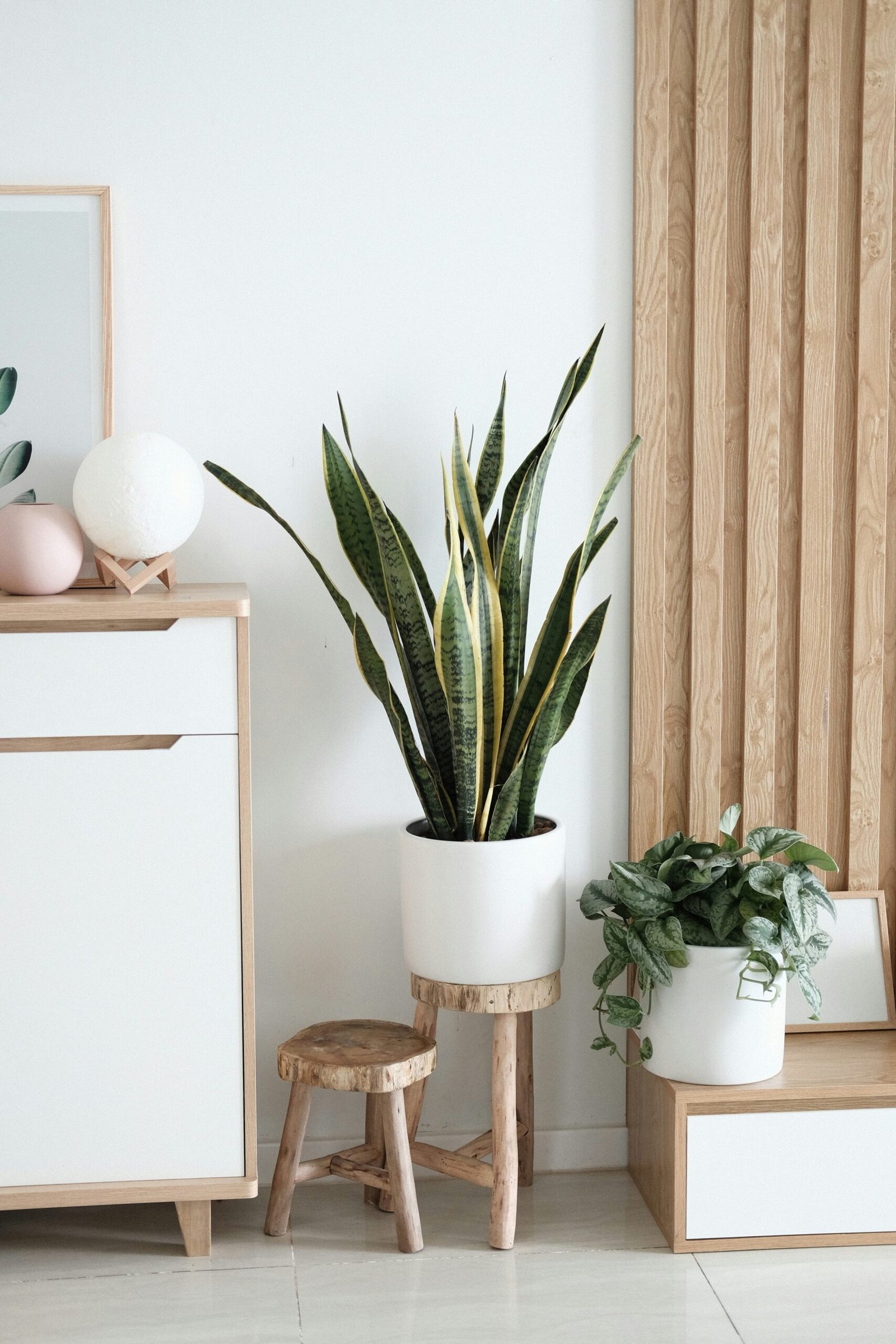 A bright space with several plants
